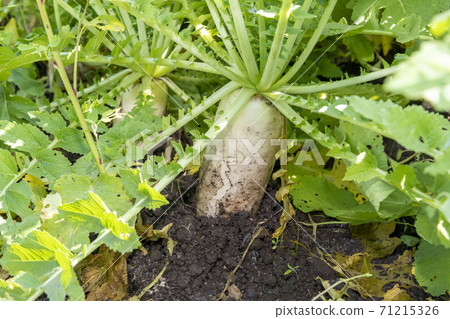 即將在田裡收穫的蘿蔔田 71215326
