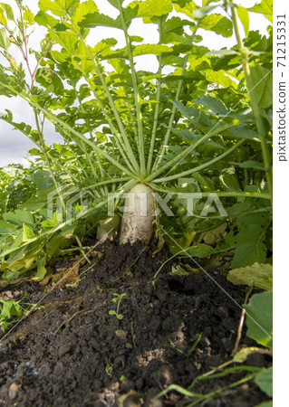 Radish field near harvest in the field Radish field near harvest in the field 71215331