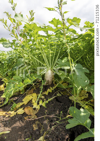 Radish field near harvest in the field Radish field near harvest in the field 71215336