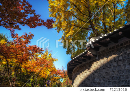 autumn foliage in deoksugung stonewall walkway 71215916