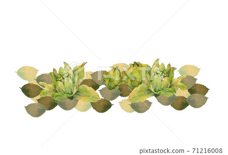 Fukinotou watercolor painting 71216008