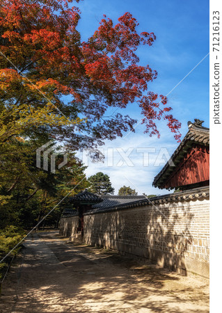 Autumn fall foliage in Jongmyo Shrine Autumn fall foliage in Jongmyo Shrine 71216123