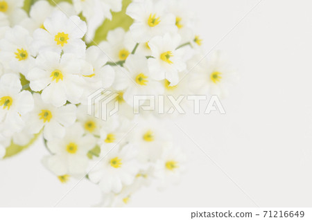 黛西的花束 71216649