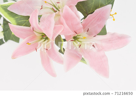 蘭花花束 71216650