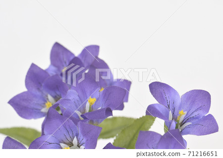 風鈴草的花束 71216651