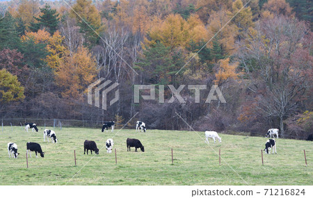 Plateau of autumn leaves and cows 71216824