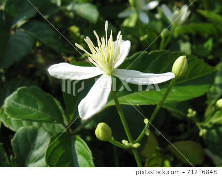 There is a white Jumonjimachi flower figure and a neat beauty There is a white Jumonjimachi flower figure and a neat beauty 71216848