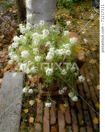 北部山麓地區的季節性新聞 71217111