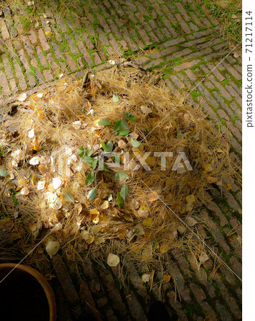 北部山麓地區的季節性新聞 71217114