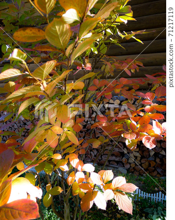 北部山麓地區的季節性新聞 71217119