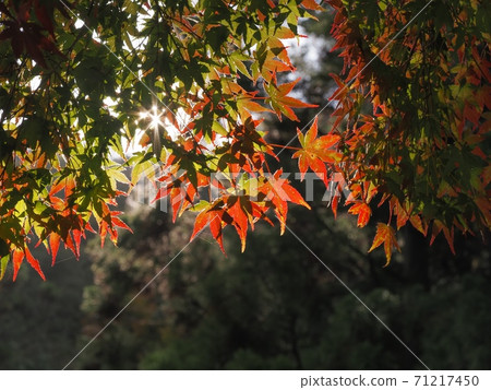 拉坎村的秋葉拉坎谷的秋葉 拉坎村的秋葉拉坎谷的秋葉 71217450