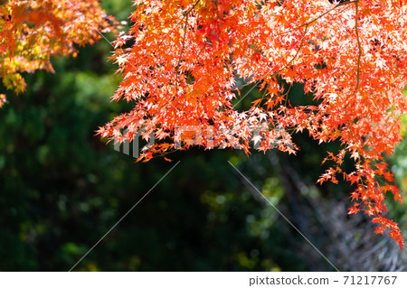 Autumn leaves: colored trees and leaves Autumn leaves: colored trees and leaves 71217767
