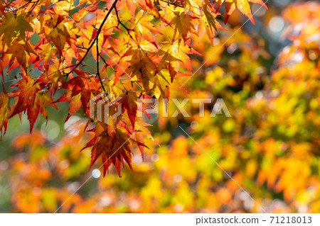 Autumn leaves: colored trees and leaves Autumn leaves: colored trees and leaves 71218013