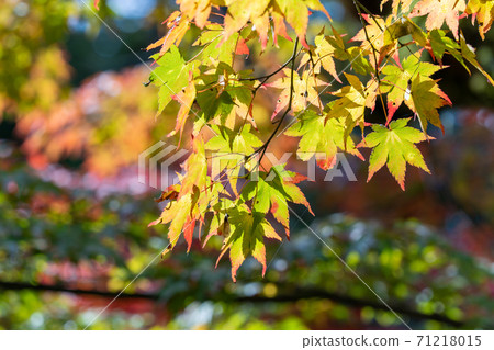 Autumn leaves: colored trees and leaves Autumn leaves: colored trees and leaves 71218015