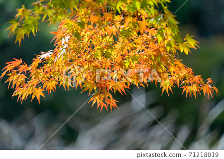 Autumn leaves: colored trees and leaves 71218019