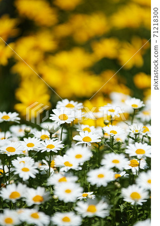 Flowers 71218300