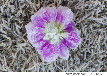 落花的霜花圖案 落花的霜花圖案 71218428