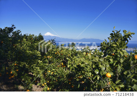 Mikan場和富士 71218438