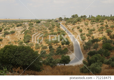 [Jordan] Ilvid，一條從Ummukais遺跡看到的穿過橄欖樹的道路 71218475