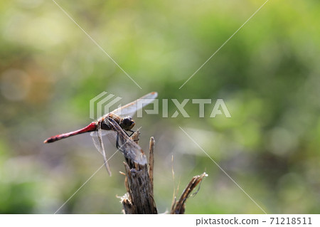 Autumn scenery with winged dragonfly Autumn scenery with winged dragonfly 71218511