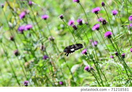 Thistle and Papilio helenus 71218581