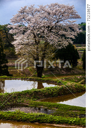 Wild cherry blossoms bloom in Echigo rice terraces Wild cherry blossoms bloom in Echigo rice terraces 71218677