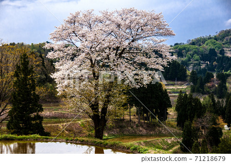 Wild cherry blossoms bloom in Echigo rice terraces Wild cherry blossoms bloom in Echigo rice terraces 71218679