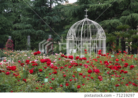 鶴舞公園的玫瑰 照片素材 圖片 圖庫