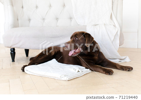 Cute Labrador Retriever dog in room Cute Labrador Retriever dog in room 71219440