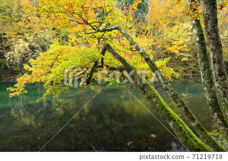 Mysterious autumn leaves of Ryugakubo pond Mysterious autumn leaves of Ryugakubo pond 71219718