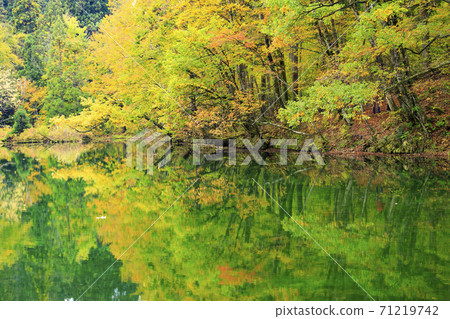 Mysterious autumn leaves of Ryugakubo pond 71219742