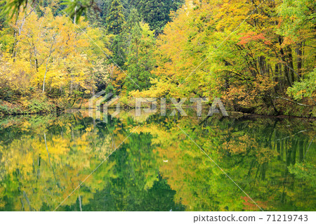 Mysterious autumn leaves of Ryugakubo pond Mysterious autumn leaves of Ryugakubo pond 71219743