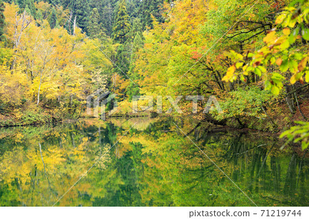 Mysterious autumn leaves of Ryugakubo pond 71219744