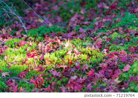 Autumn leaves and fallen leaves Natural material "fallen leaves" that fell on the moss Autumn leaves and fallen leaves Natural material "fallen leaves" that fell on the moss 71219764