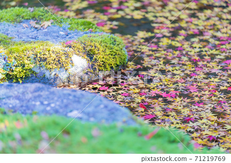 秋葉和落葉池塘水面下落的天然材料“落葉” 秋葉和落葉池塘水面下落的天然材料“落葉” 71219769