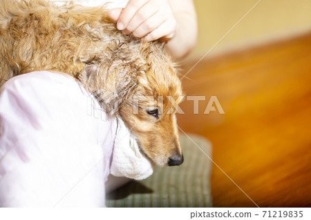 Miniature dachshund after shower plays with owner Miniature dachshund after shower plays with owner 71219835