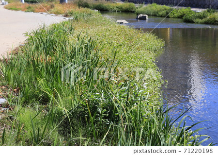 溪流秀麗 71220198