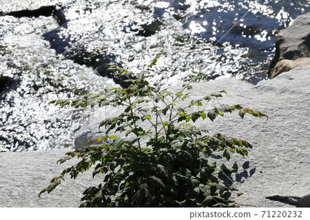 溪流秀麗 71220232