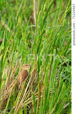 white-browed wren-warbler bird in a paddy field among the green reed plants white-browed wren-warbler bird in a paddy field among the green reed plants 71220407