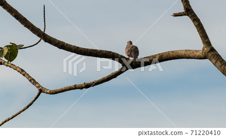 A spotted dove perched in a branch evening set for the night sleep. A spotted dove perched in a branch evening set for the night sleep. 71220410