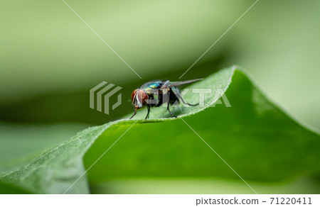 Housefly on a green leaf in the garden close up macro photograph Housefly on a green leaf in the garden close up macro photograph 71220411