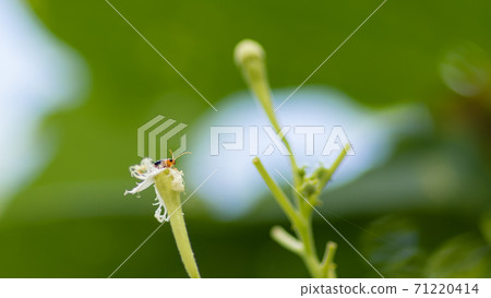 A small orange bug destroyed the flower A small orange bug destroyed the flower 71220414