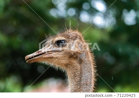 Ostrich Eye Close-up photography against a green soft background 71220425