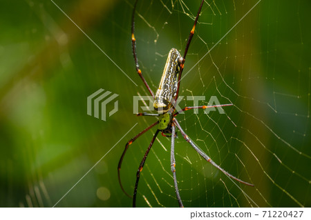 Red-Legged Golden Orb Spider Close up, sunlight hitting on its body, forest background. Red-Legged Golden Orb Spider Close up, sunlight hitting on its body, forest background. 71220427