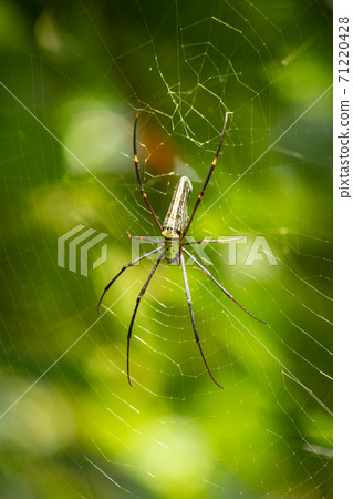 Red-Legged Golden Orb Spider Close up yellow body lighten up by the sun rays. Red-Legged Golden Orb Spider Close up yellow body lighten up by the sun rays. 71220428