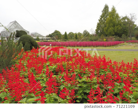 清水公園花幻想曲萬壽菊 清水公園花幻想曲萬壽菊 71221109