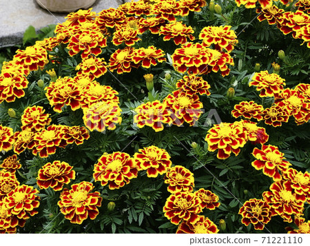 清水公園花幻想曲丹參 清水公園花幻想曲丹參 71221110