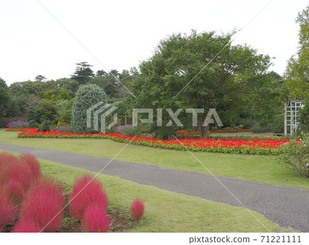Shimizu Park Flower Fantasia Kokia Shimizu Park Flower Fantasia Kokia 71221111