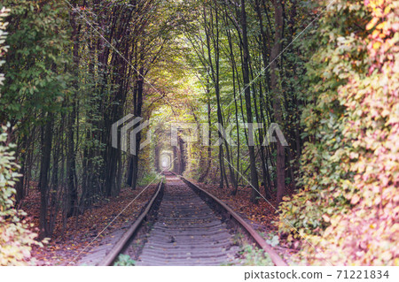 Trees tunnel Trees tunnel 71221834