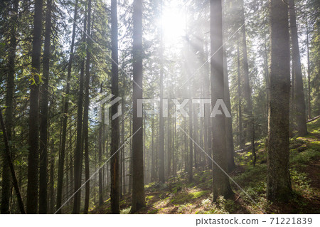 Sunny forest 71221839
